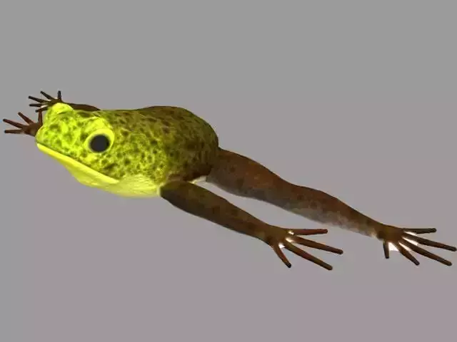Frog Model in air