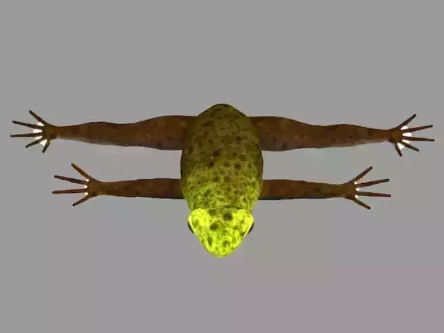 Frog Rig