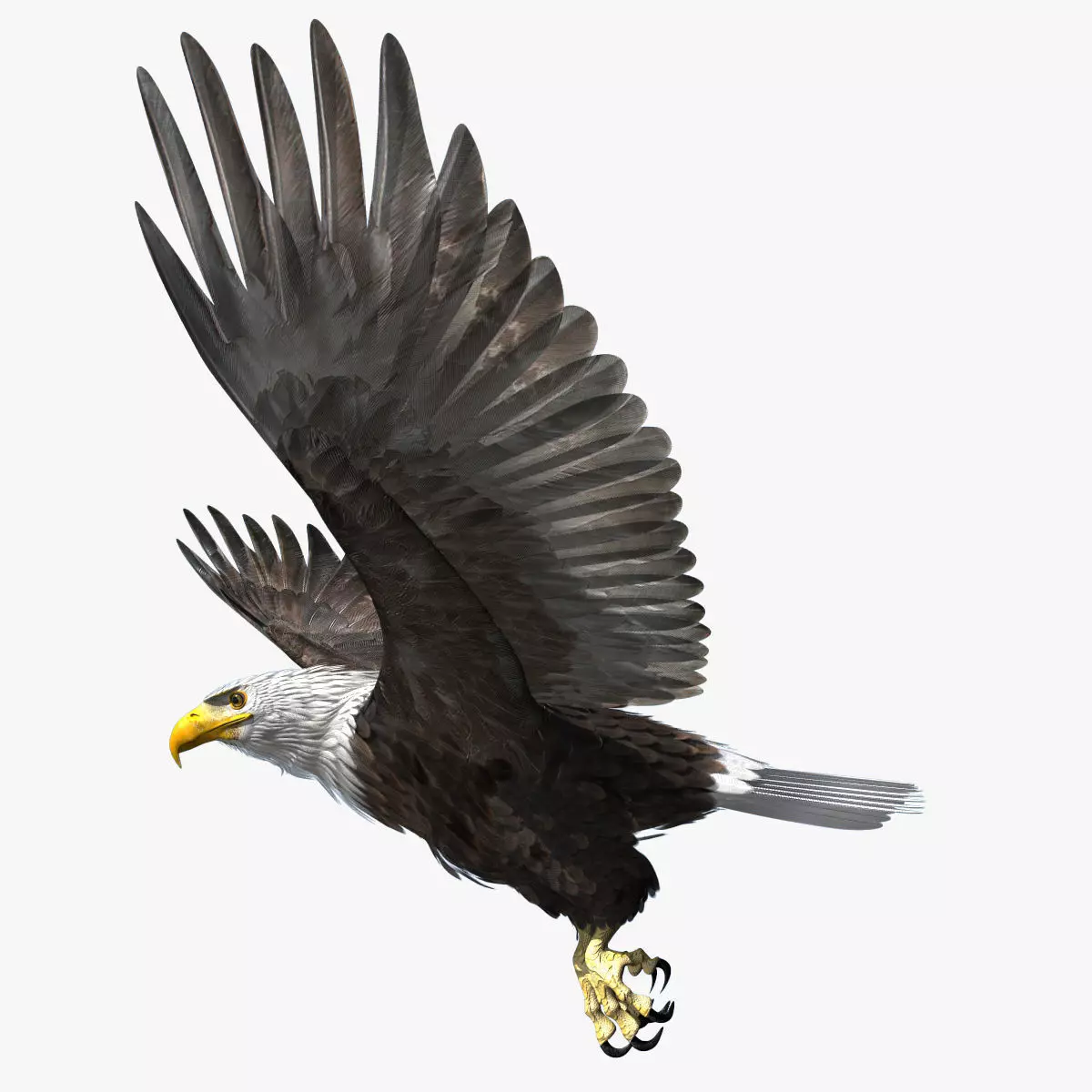 American Bald Eagle - rigged - animated 3D model animated rigged | CGTrader
