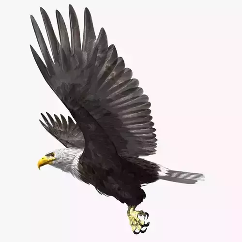 American Bald Eagle - rigged - animated 3D model