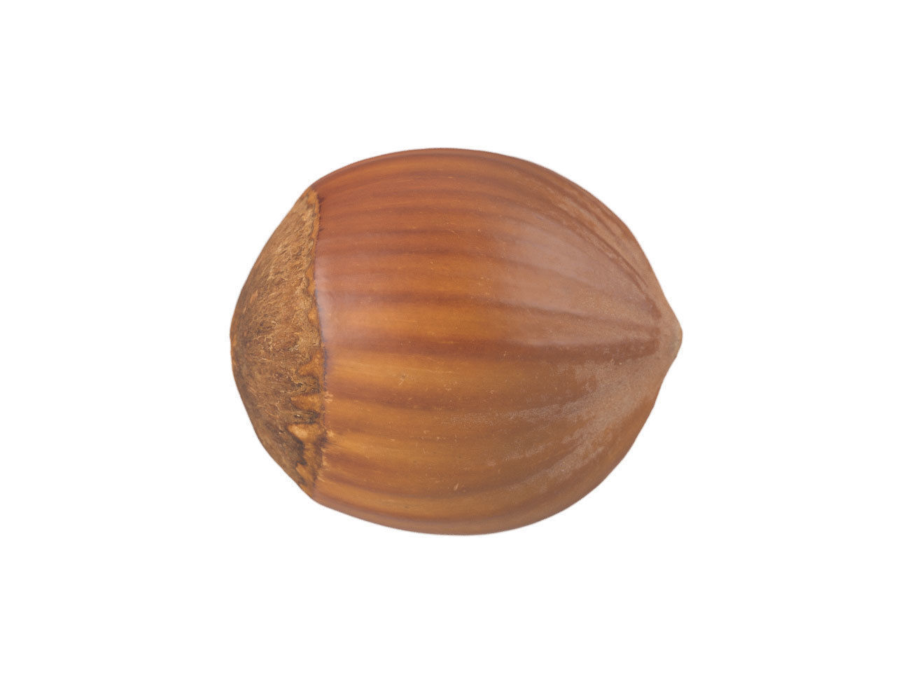 Photorealistic Hazelnut 3D Scan 3D model_1