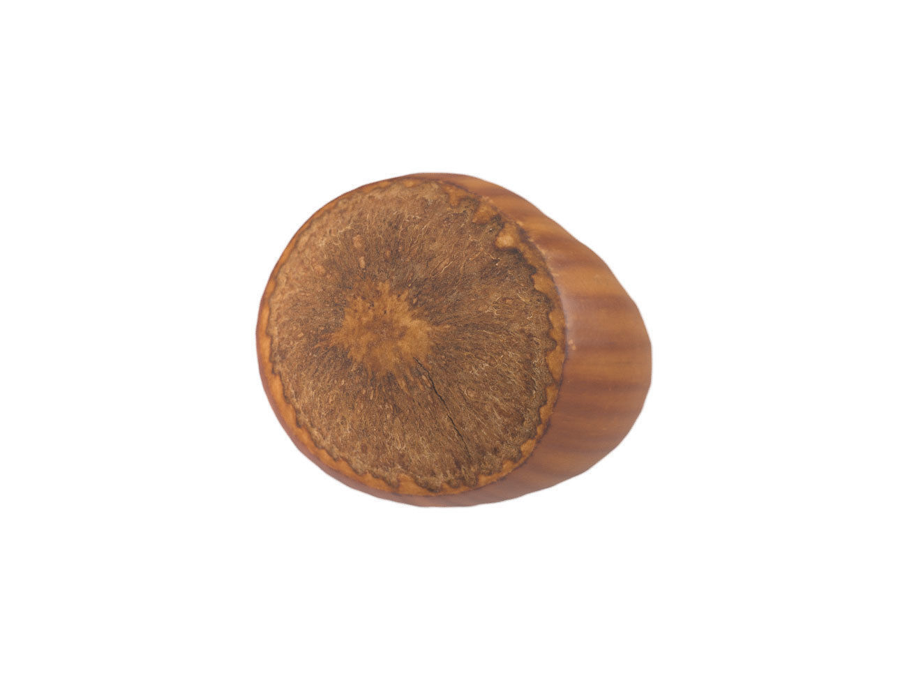 Photorealistic Hazelnut 3D Scan 3D model_6