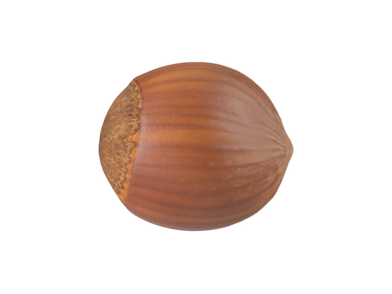 Photorealistic Hazelnut 3D Scan 3D model_3
