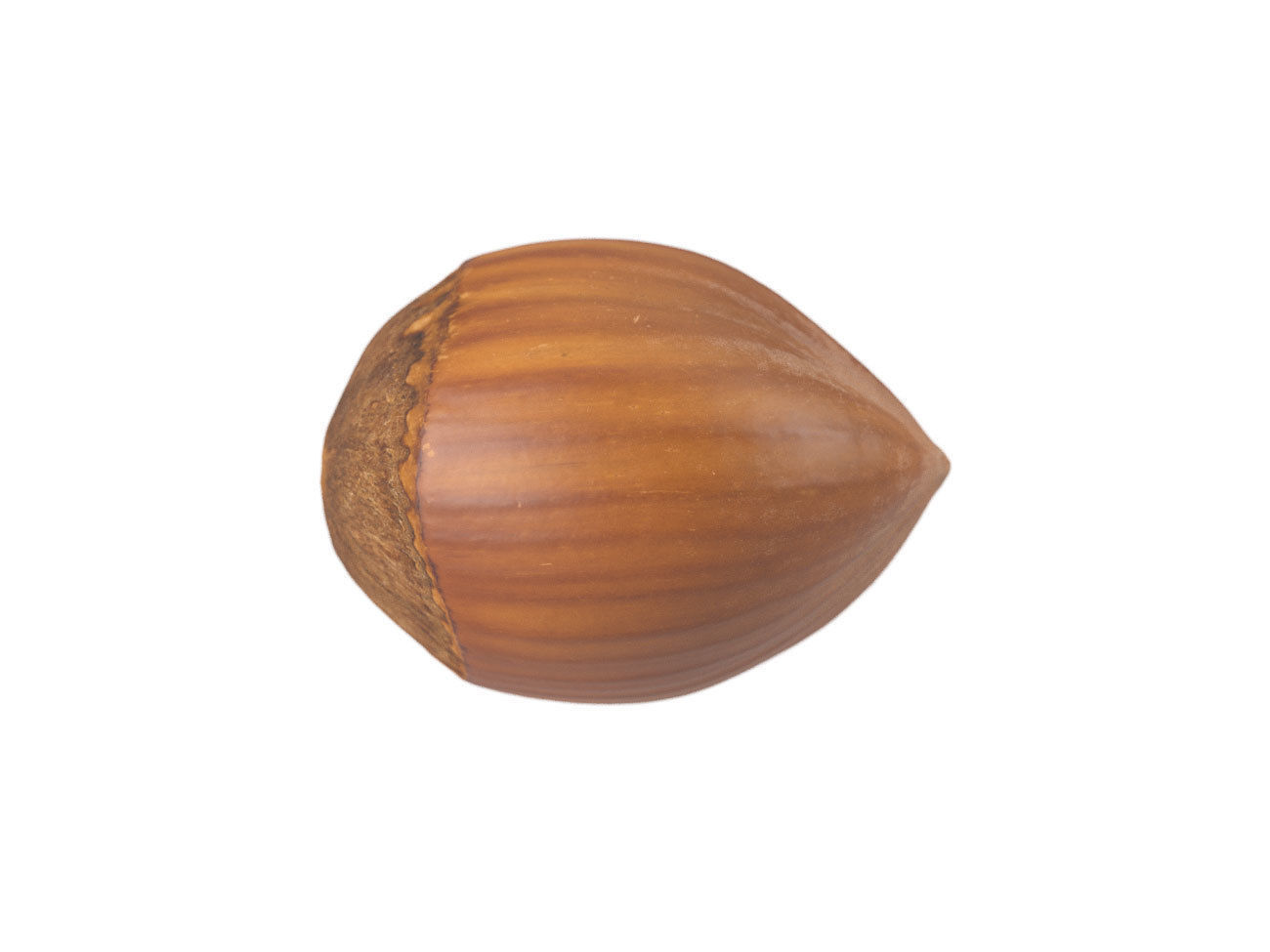 Photorealistic Hazelnut 3D Scan 3D model_4