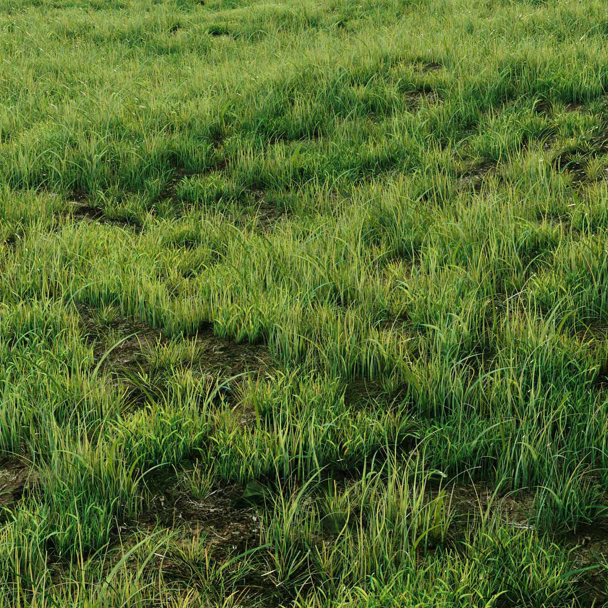 Grass for landscaping exterior  3D model_6