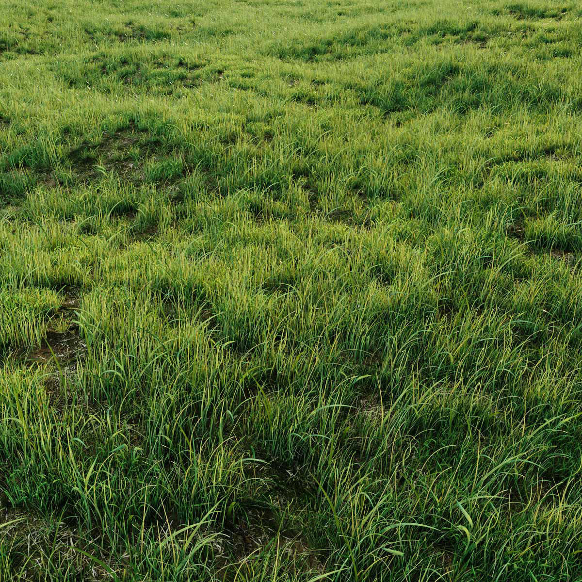 Grass for landscaping exterior  3D model_4