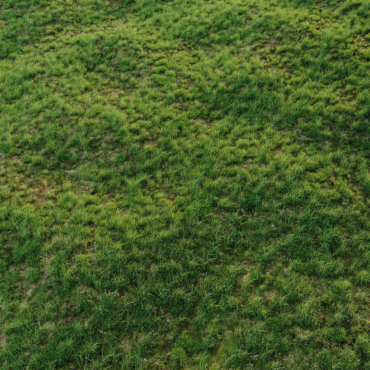 Grass for landscaping exterior  3D model_5