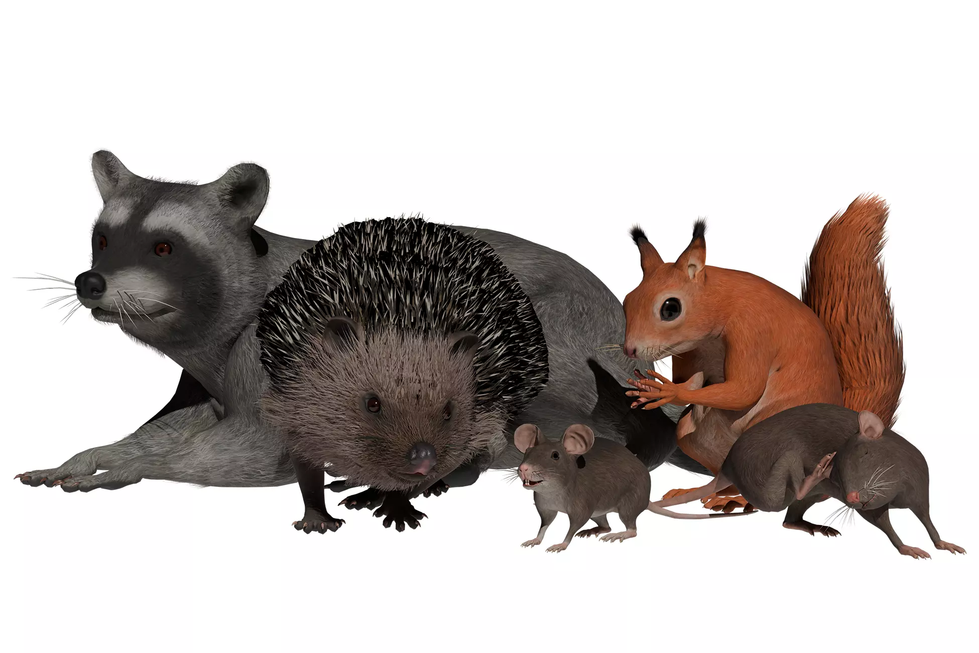 Rodents pack Low-poly 3D model_0