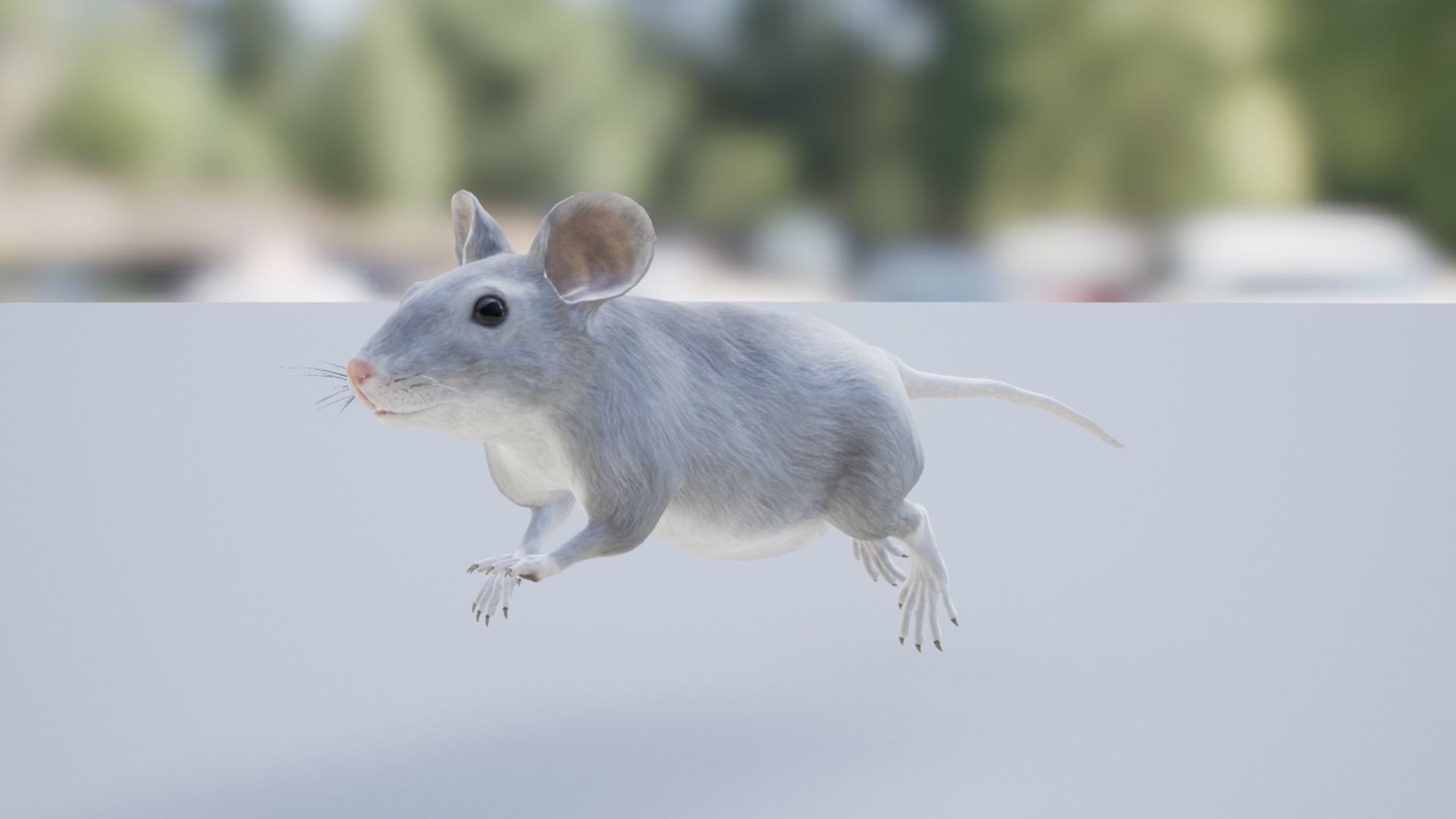 Rodents pack Low-poly 3D model_10