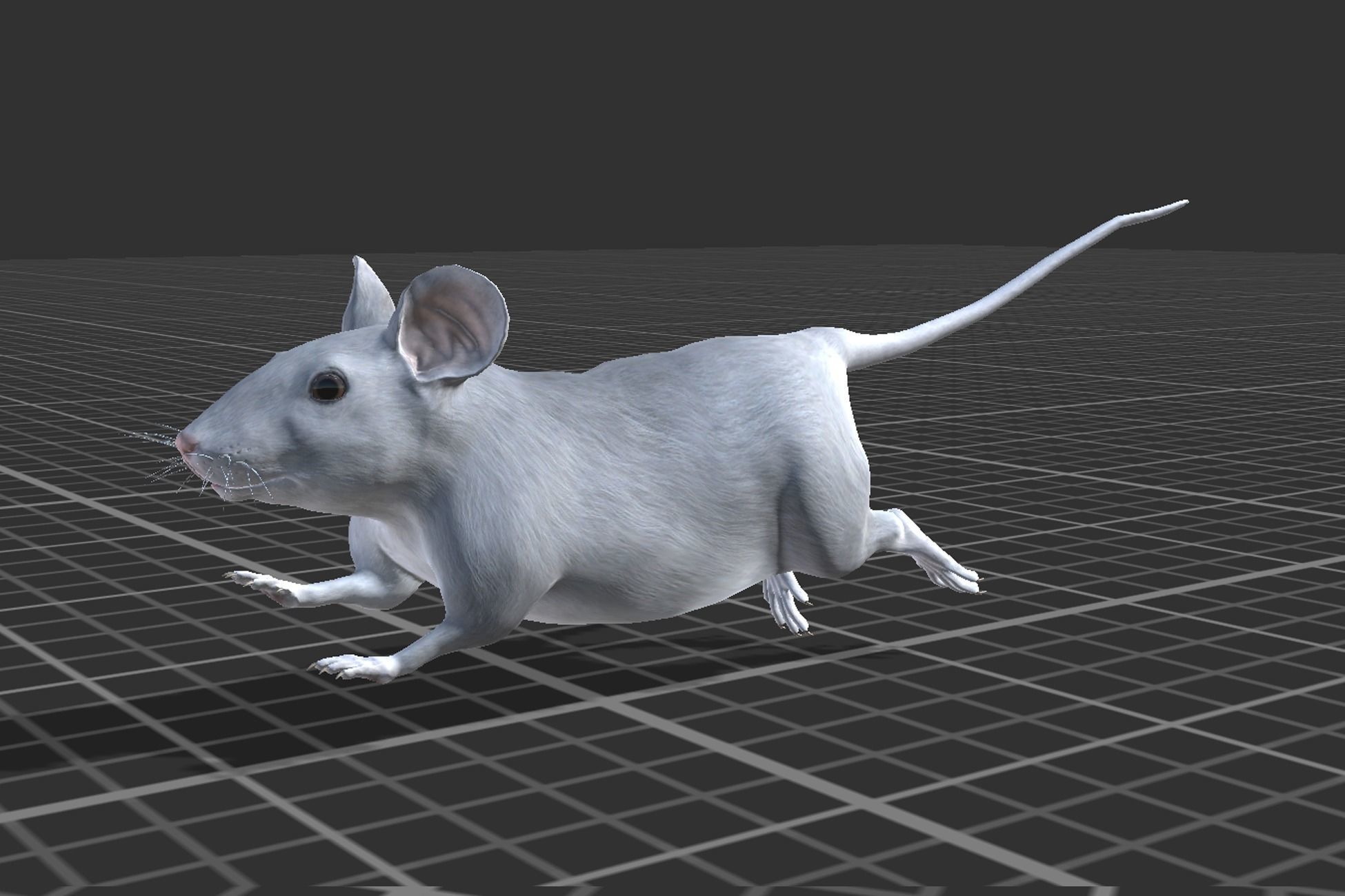 Rodents pack Low-poly 3D model_8