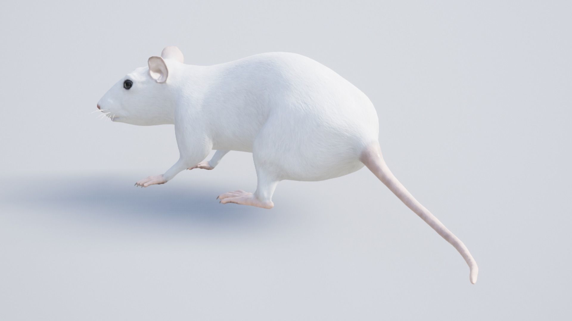 Rodents pack Low-poly 3D model_15