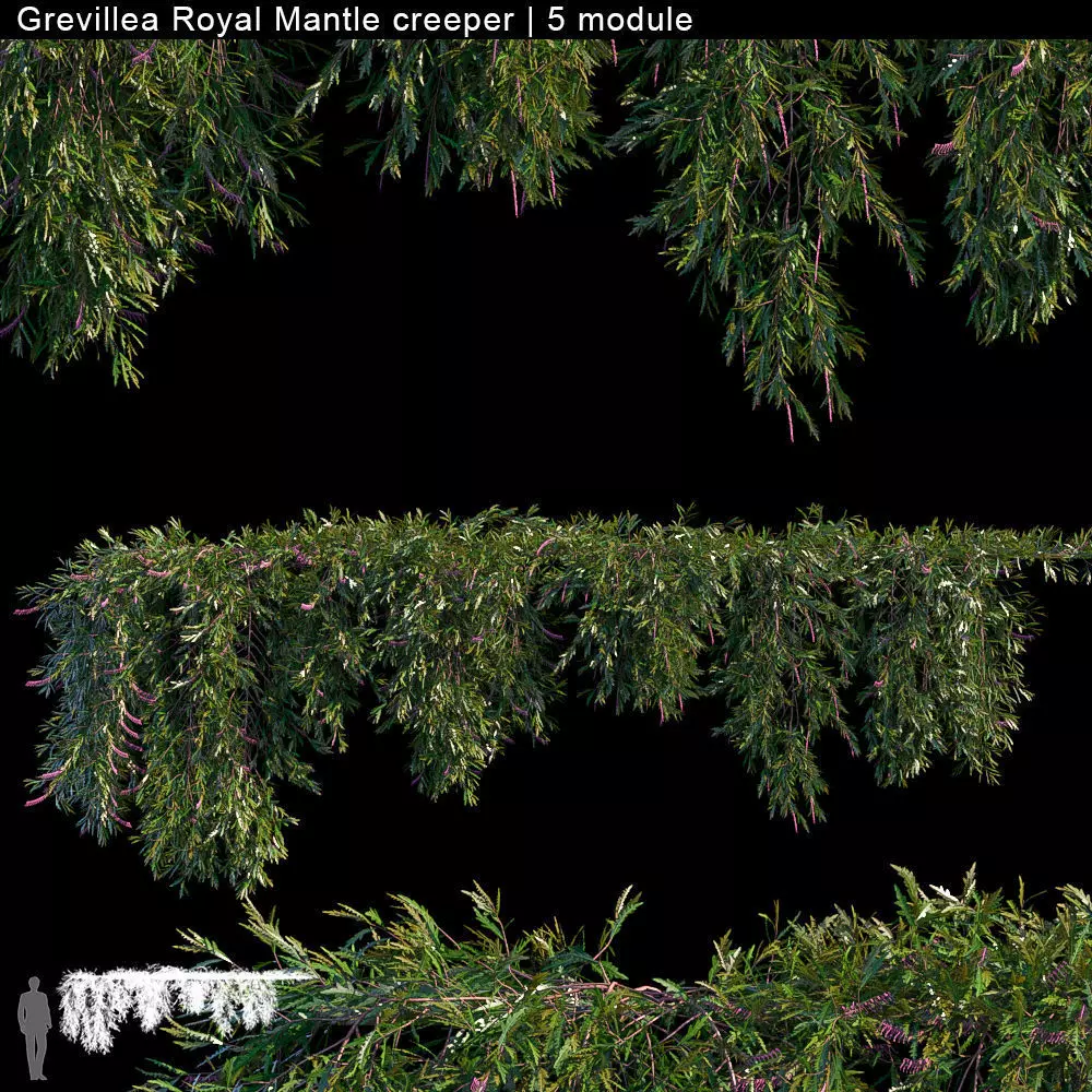 Grevillea Royal Mantle creeper 5 module 3D model_0