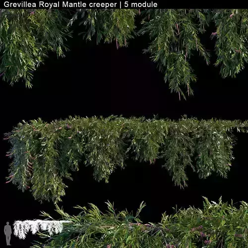 Grevillea Royal Mantle creeper 5 module 3D model Grevillea Royal Mantle creeper 5 module 3D model