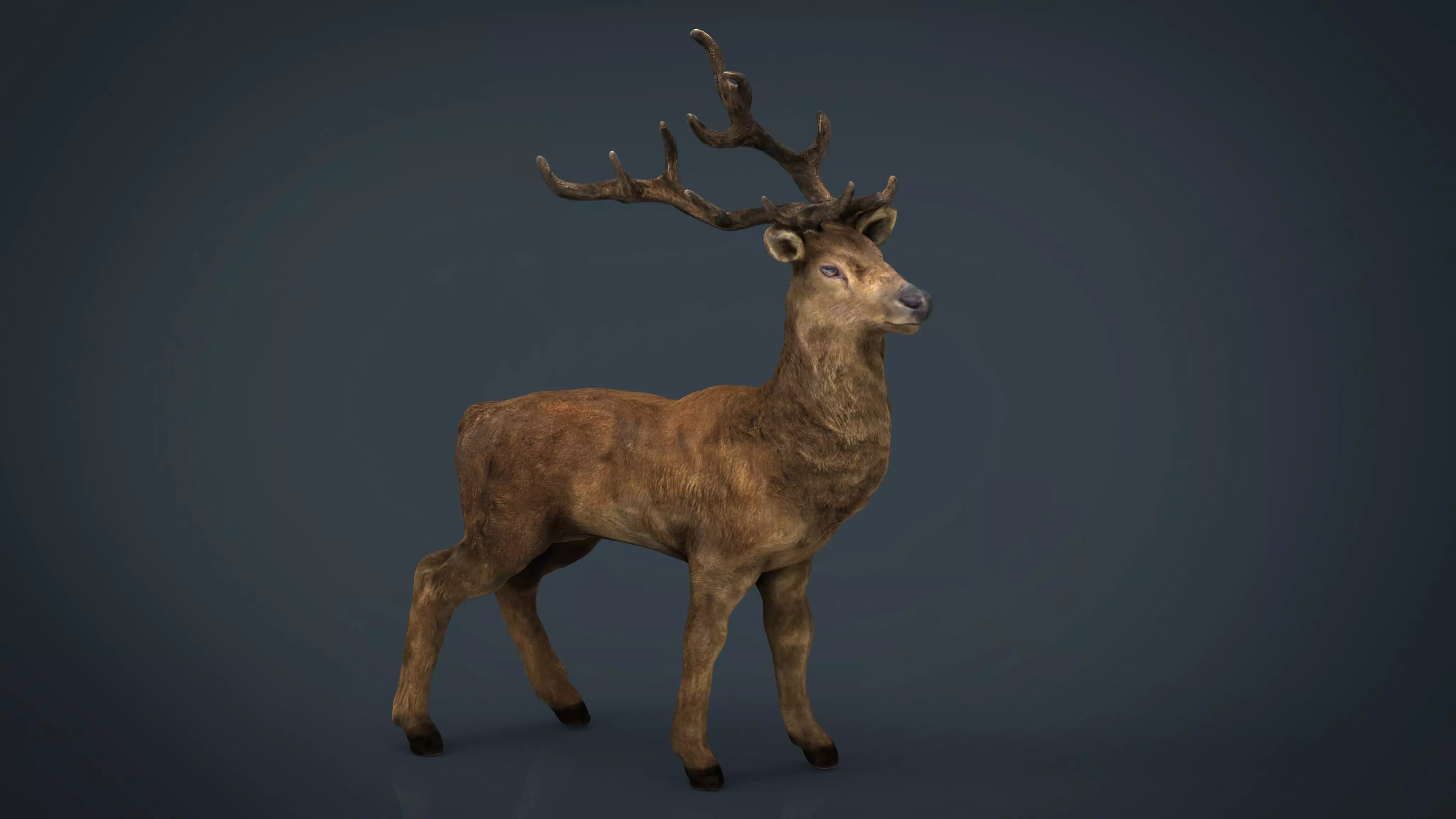 Realistic Deer Low-poly 3D model_0