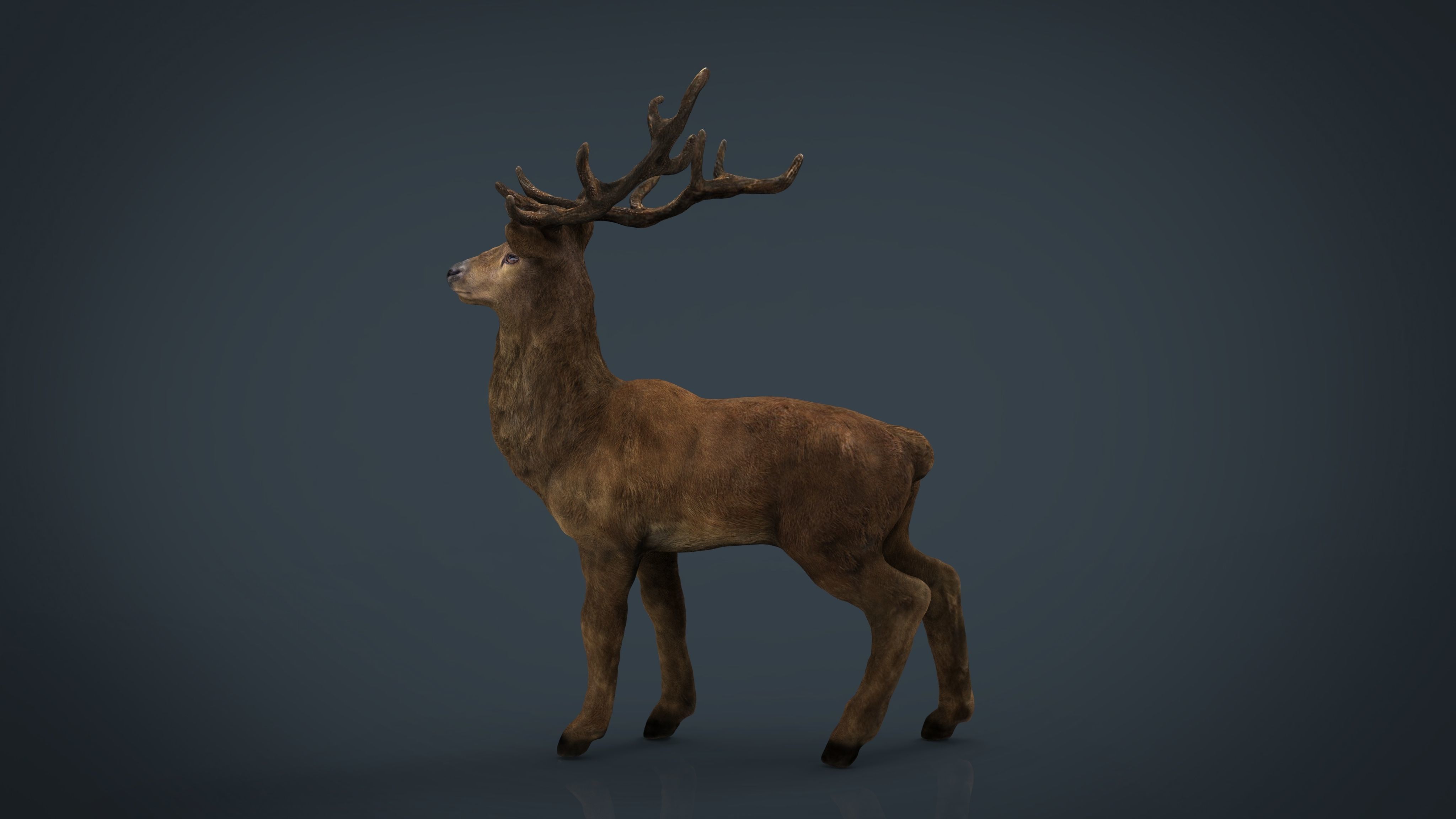 Realistic Deer Low-poly 3D model_12