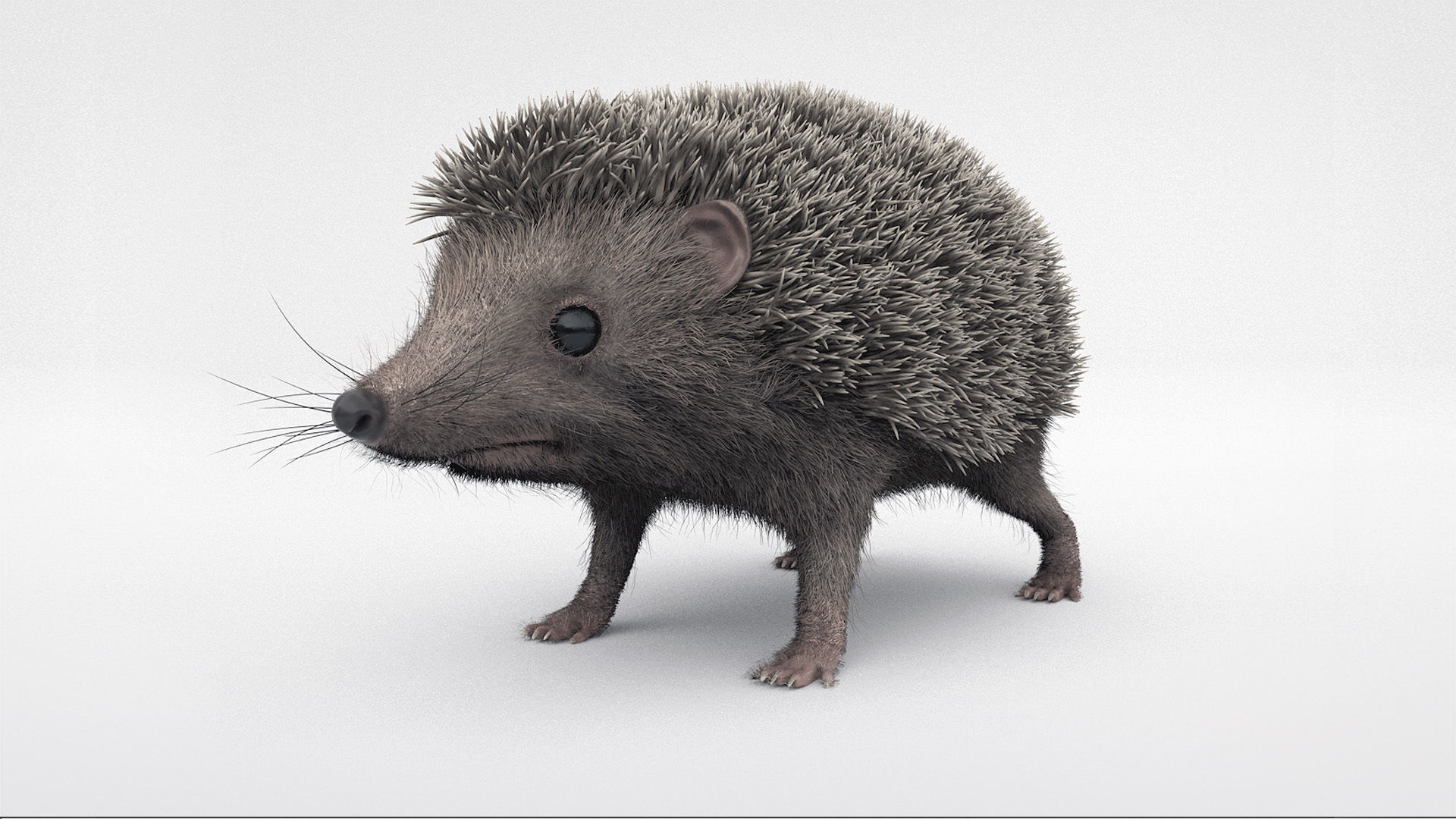 Hedgehog 3D model_2