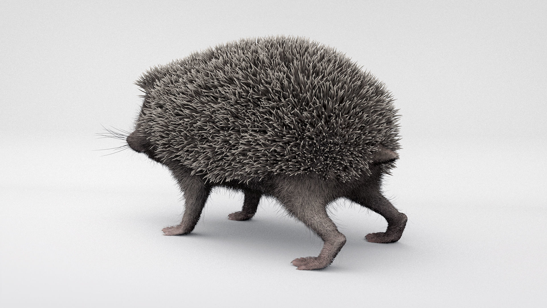 Hedgehog 3D model_5