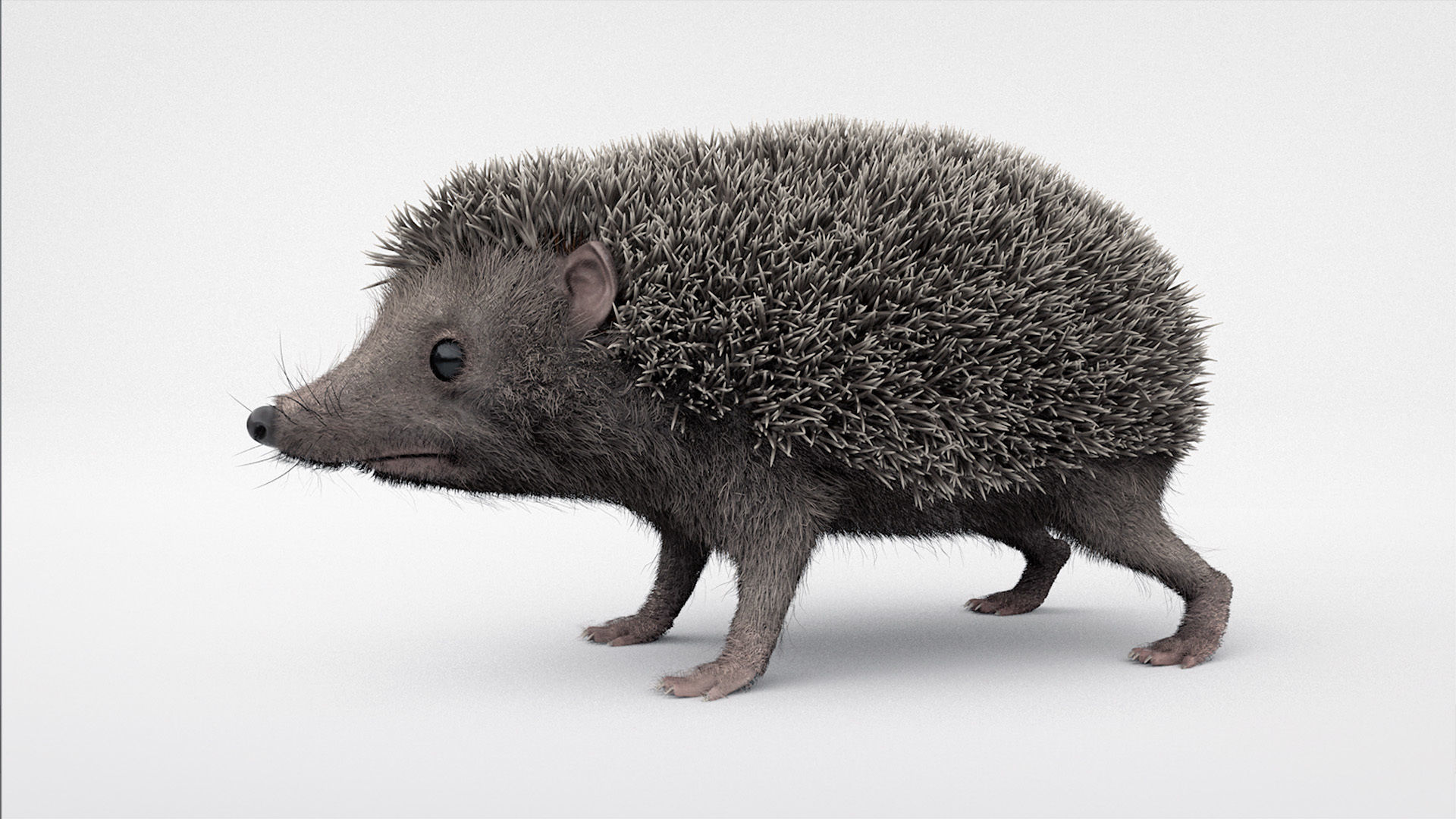 Hedgehog 3D model_4
