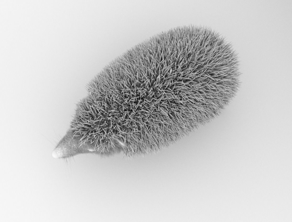 Hedgehog 3D model_9