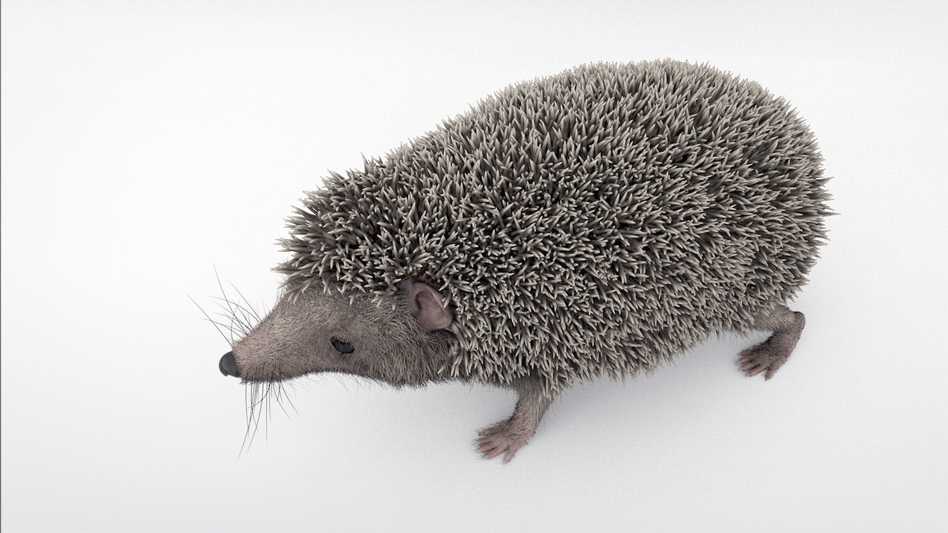 Hedgehog 3D model_3