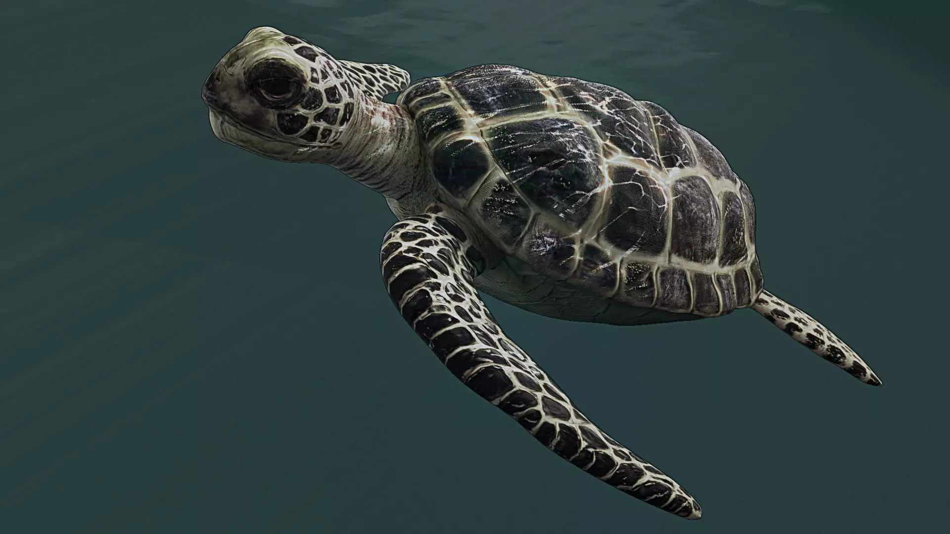 3D Model Sea Turtle Low-poly 3D model_0