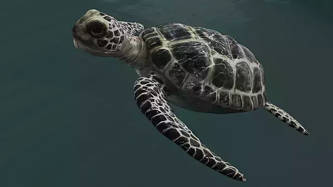 3D Model Sea Turtle