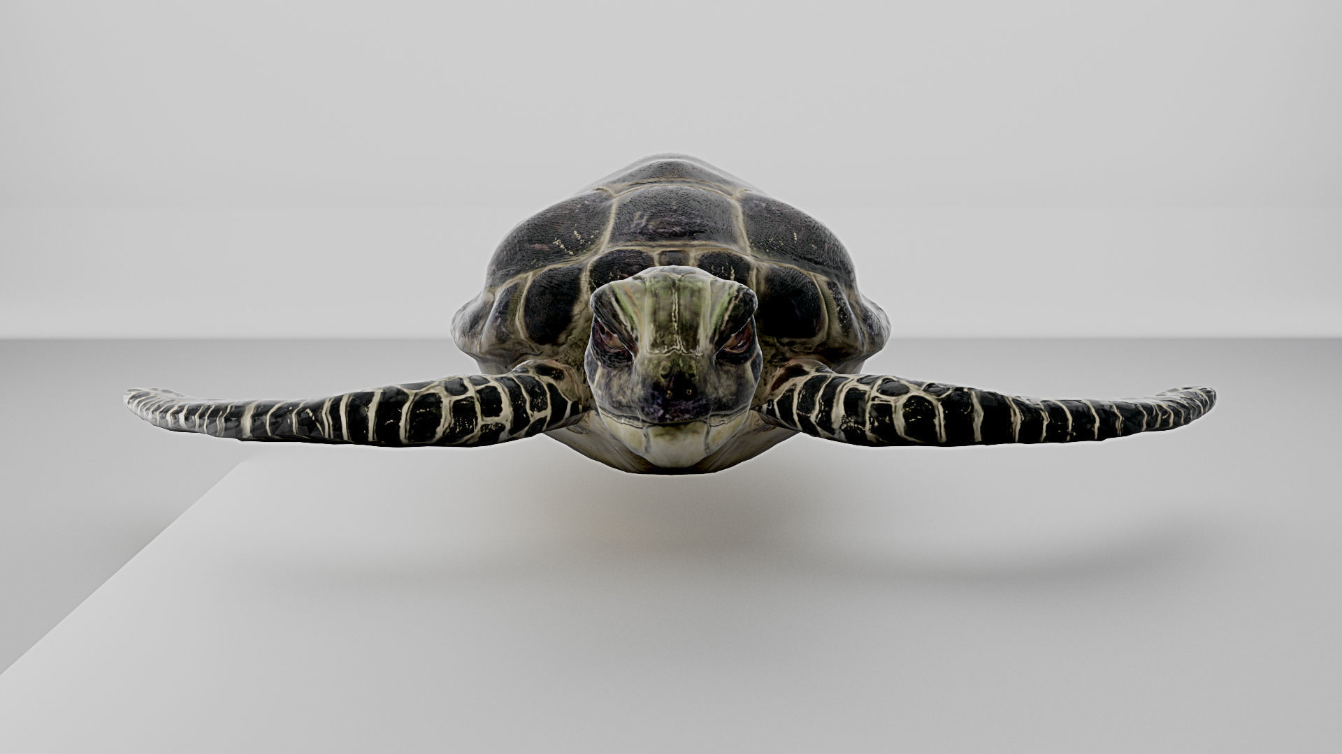 3D Model Sea Turtle Low-poly 3D model_2