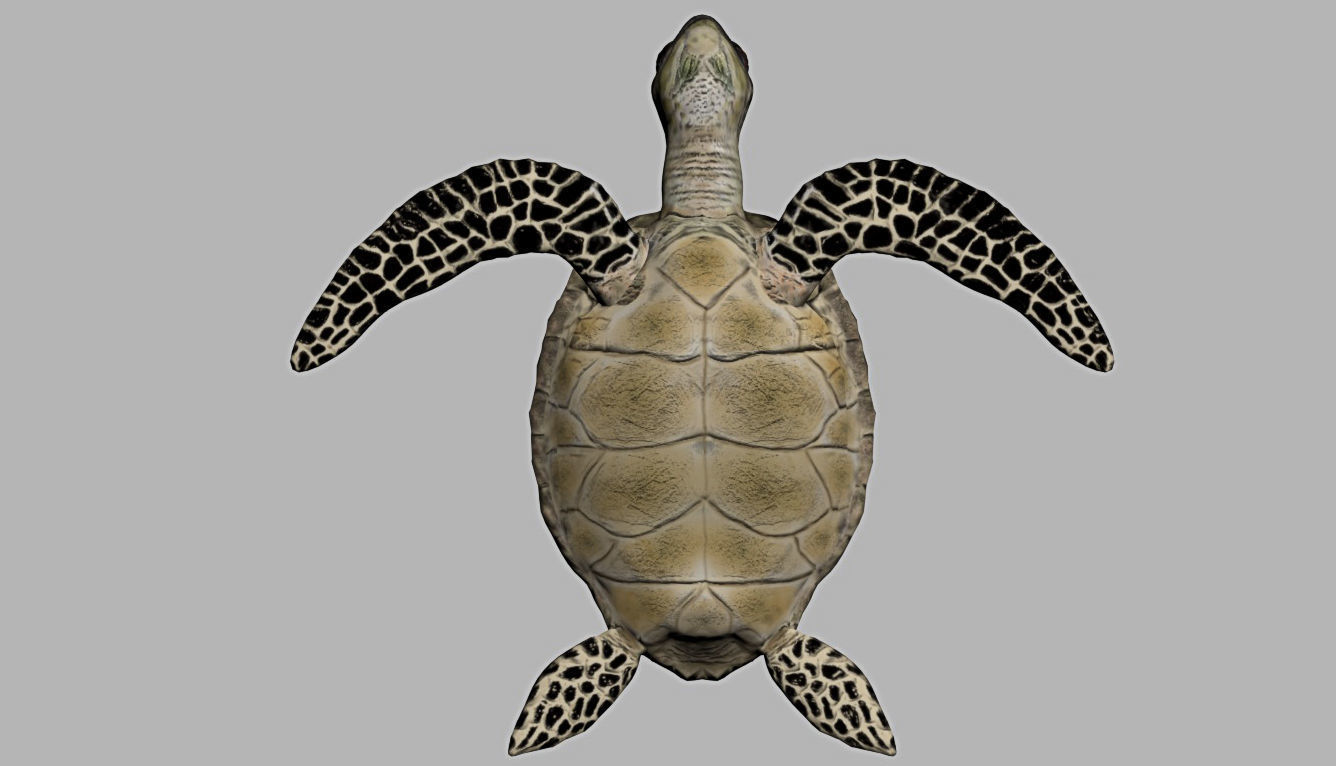 3D Model Sea Turtle Low-poly 3D model_1