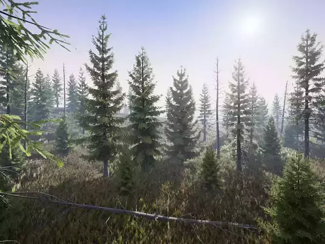 Realistic Spruce Fir Trees for games Low-poly 3D model