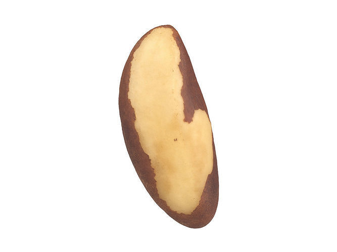 Photorealistic Brazil Nut 3D Scan  3D model