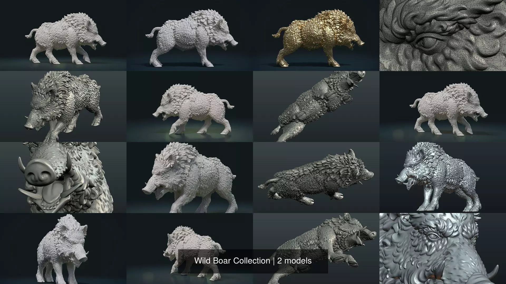 Wild Boar Collection _0