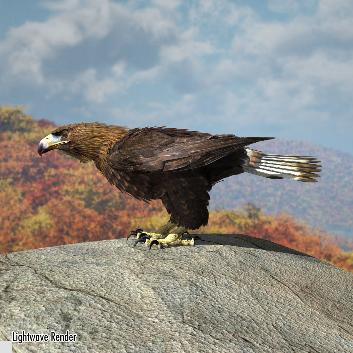 Golden Eagle - rigged - animated standard PBR VRAY 3D model_7