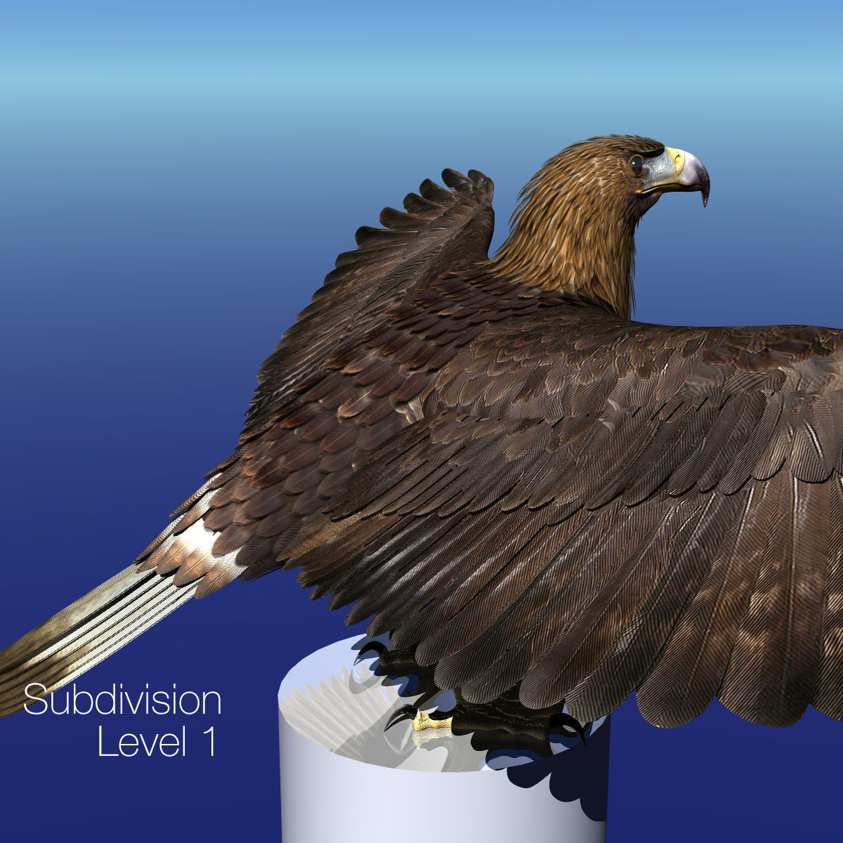 Golden Eagle - rigged - animated standard PBR VRAY 3D model_30