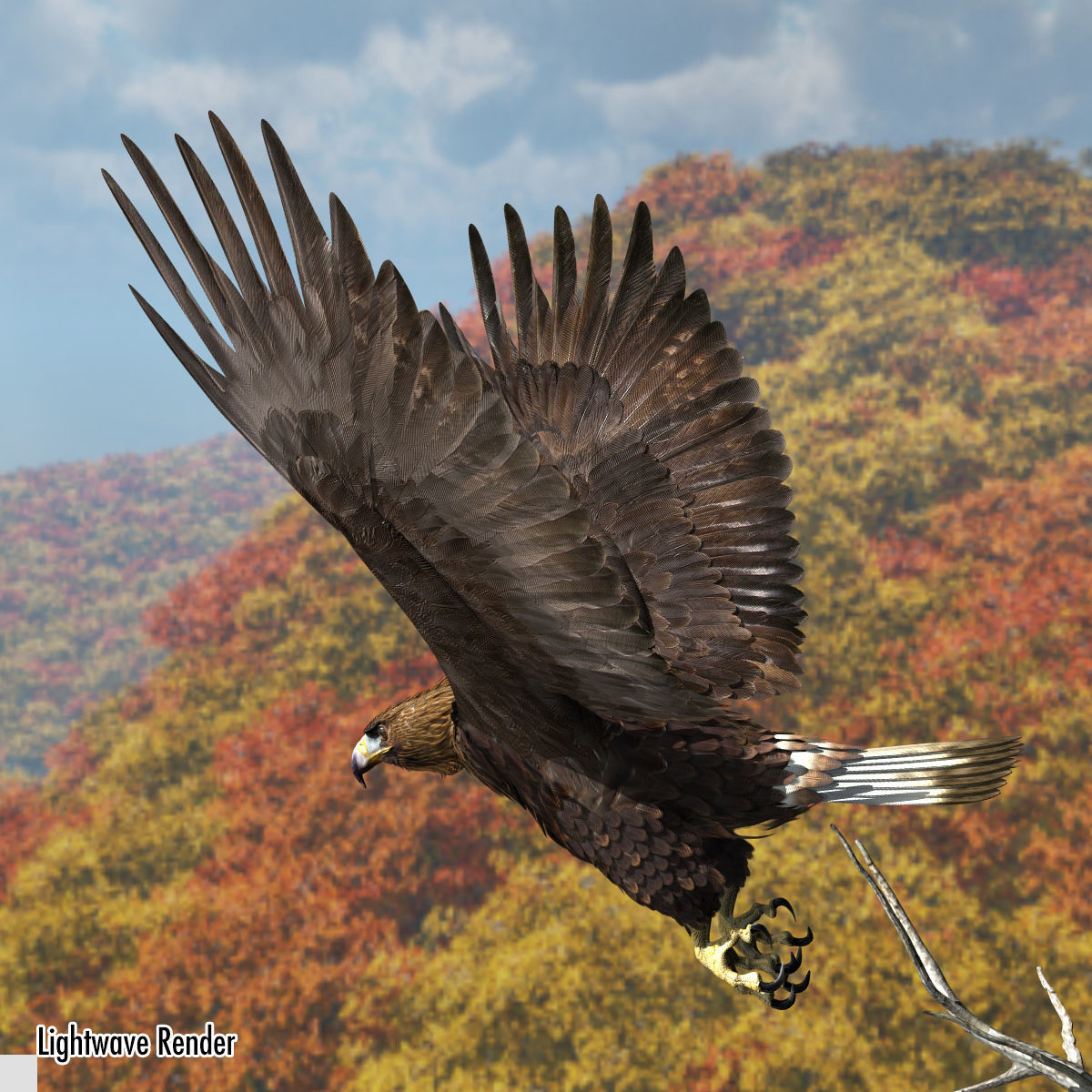 Golden Eagle - rigged - animated standard PBR VRAY 3D model_23
