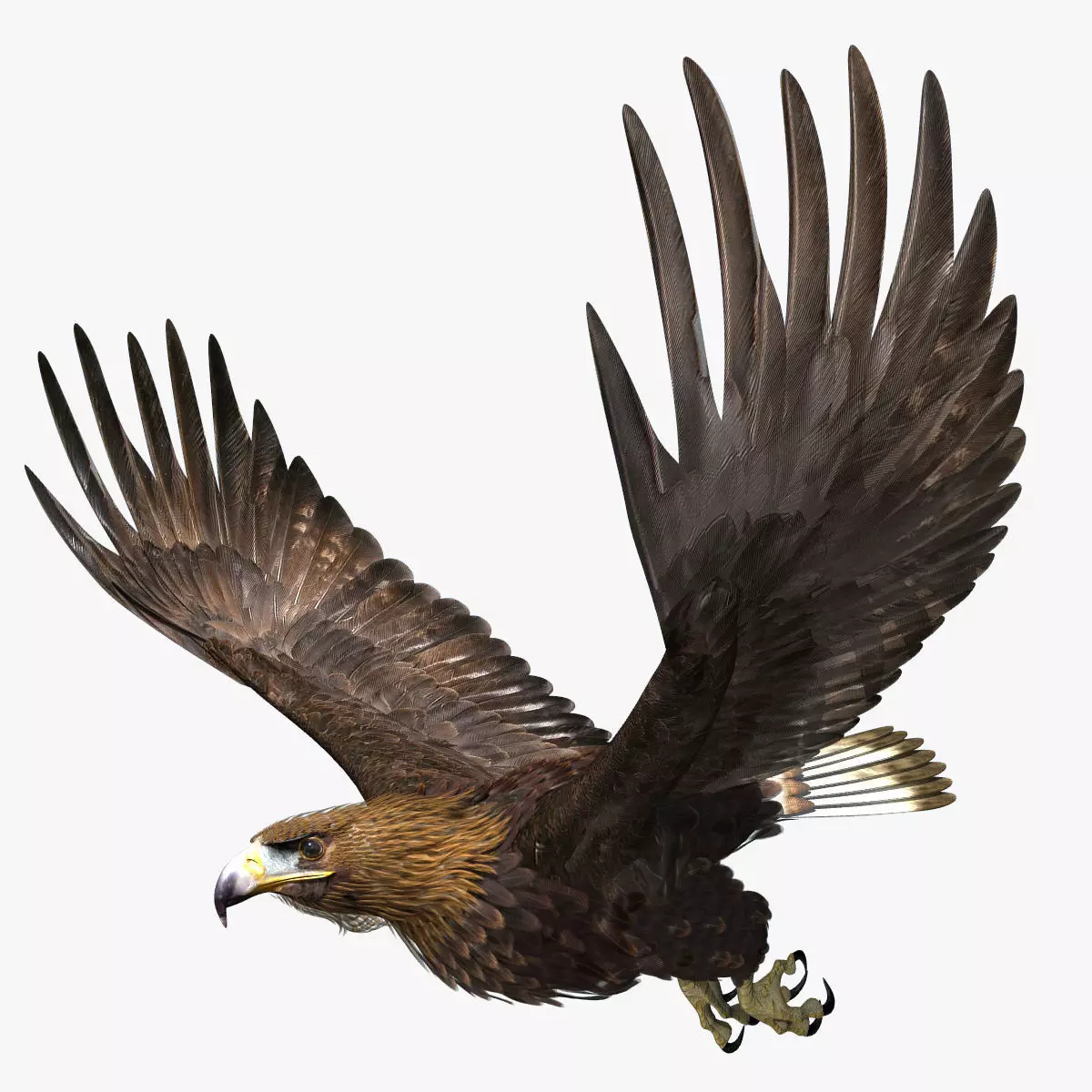 Golden Eagle - rigged - animated standard PBR VRAY 3D model_0