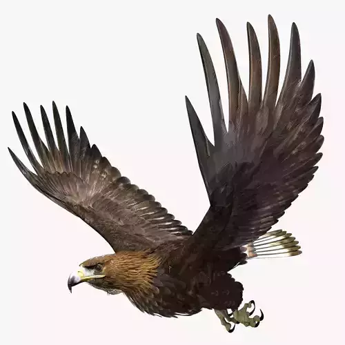 Golden Eagle - rigged - animated standard PBR VRAY 3D model