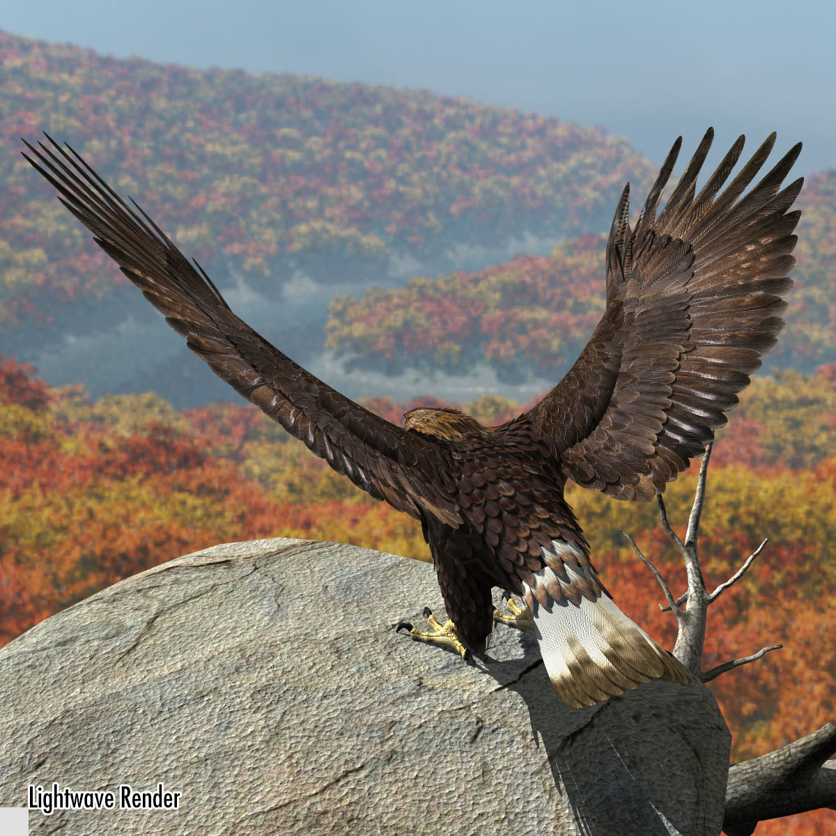 Golden Eagle - rigged - animated standard PBR VRAY 3D model_22