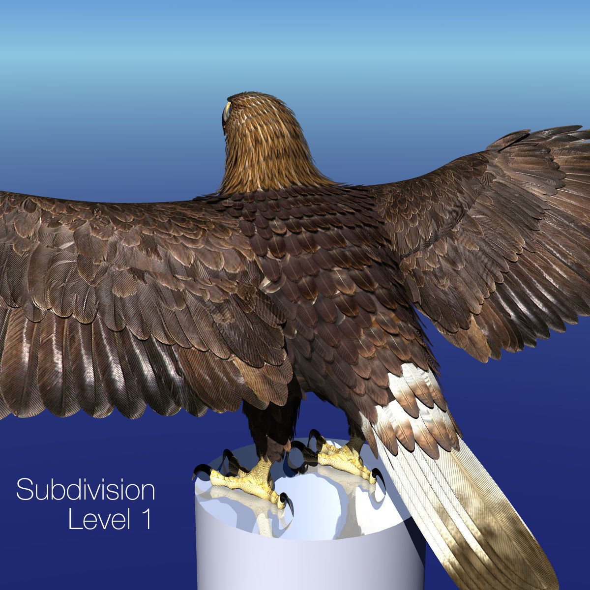 Golden Eagle - rigged - animated standard PBR VRAY 3D model_34