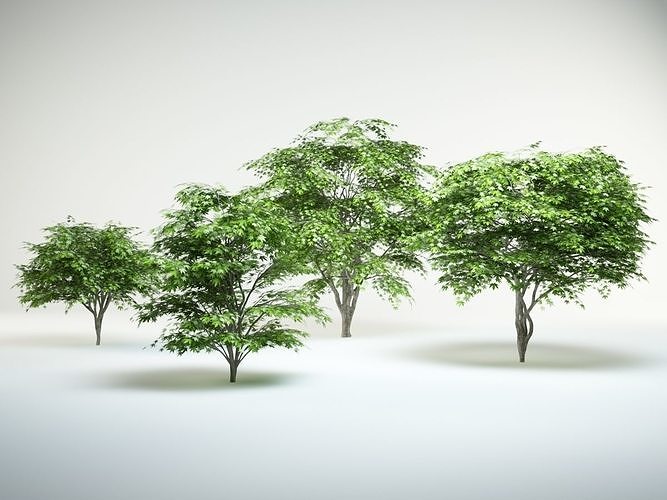 japanese maple set  acer palmatum  3D model