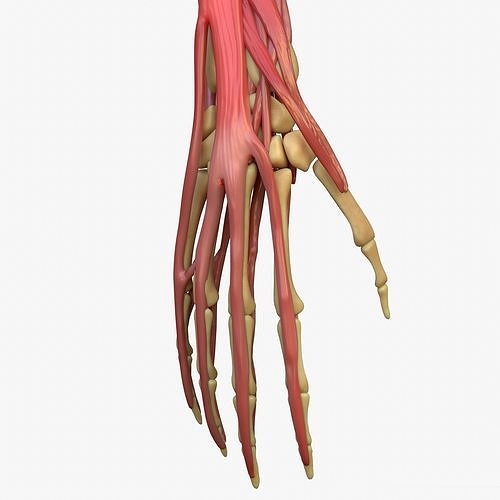 Arm anatomy Bone Muscle hand 3D model
