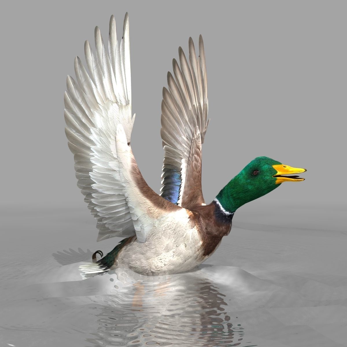 Mallard Duck 3D model_5