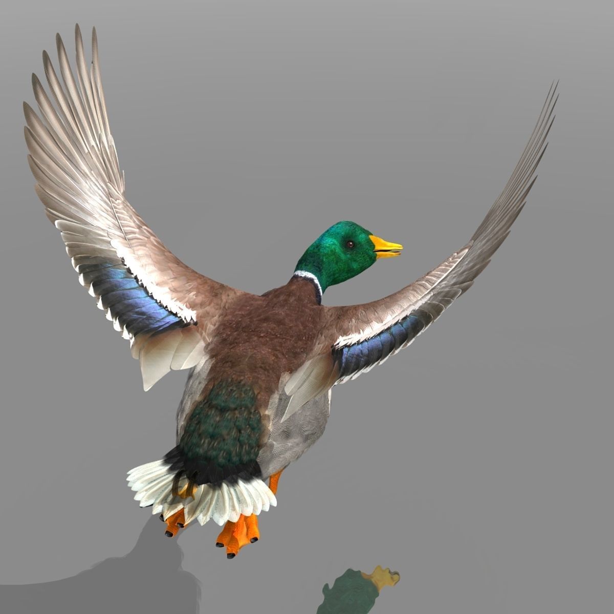 Mallard Duck 3D model_13