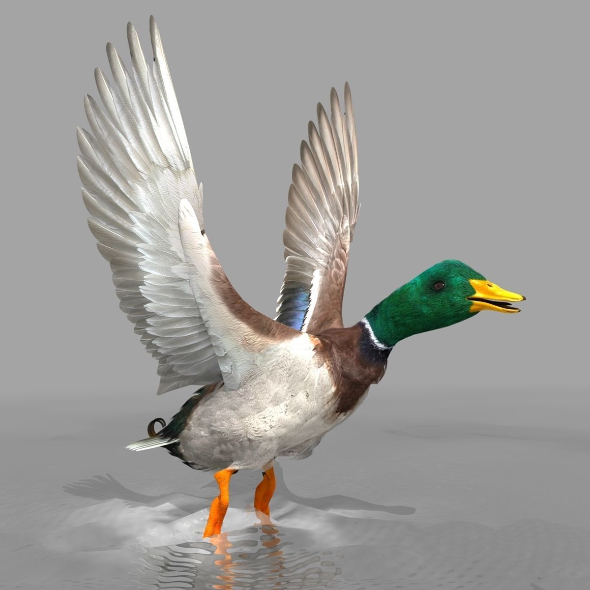 Mallard Duck 3D model_6