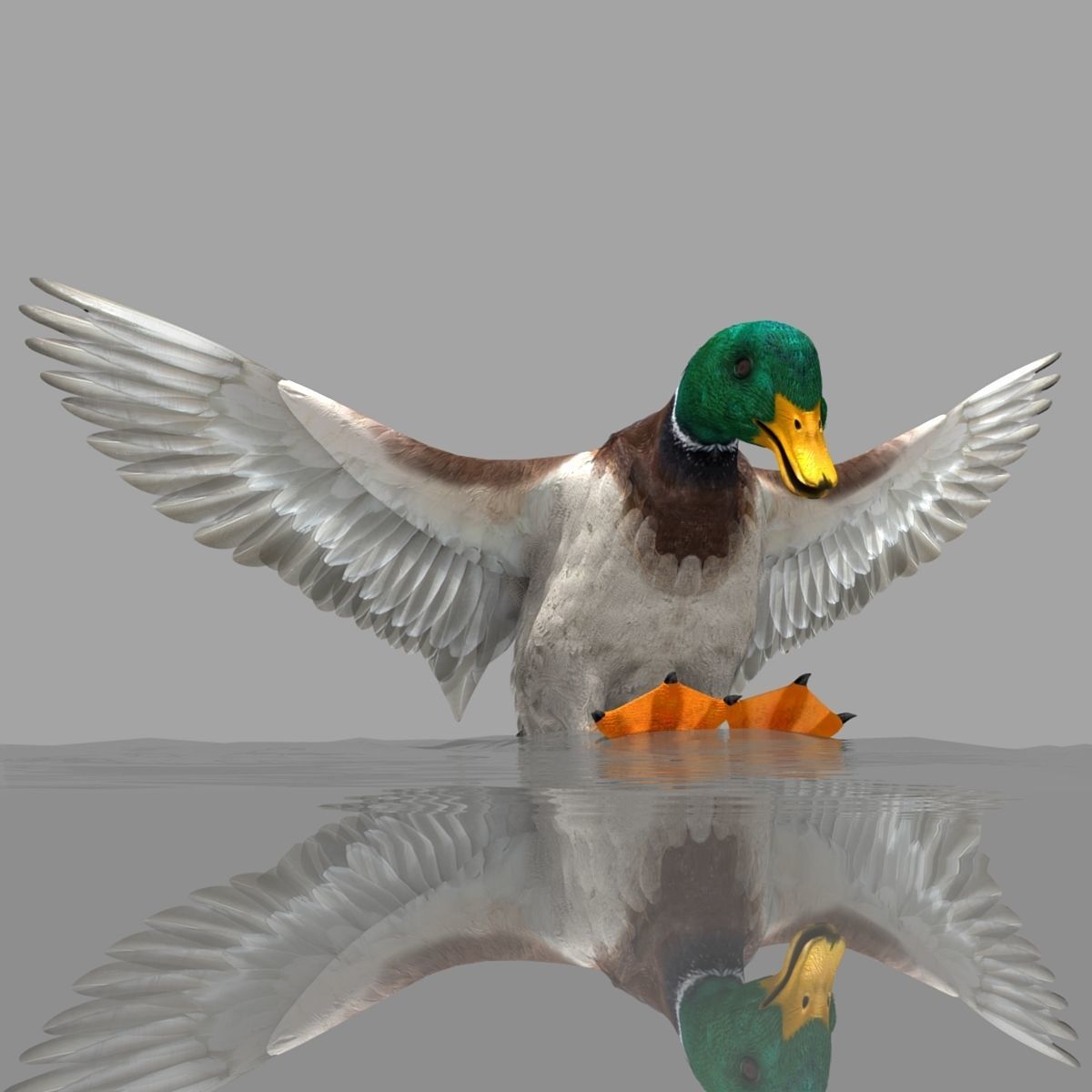 Mallard Duck 3D model_19