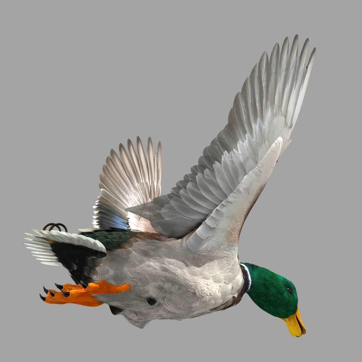 Mallard Duck 3D model_7