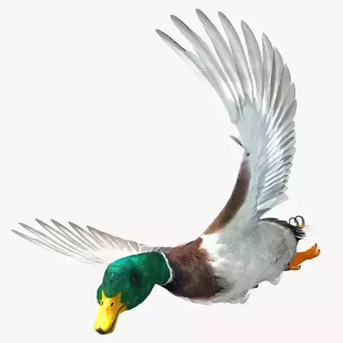 Mallard Duck 3D model