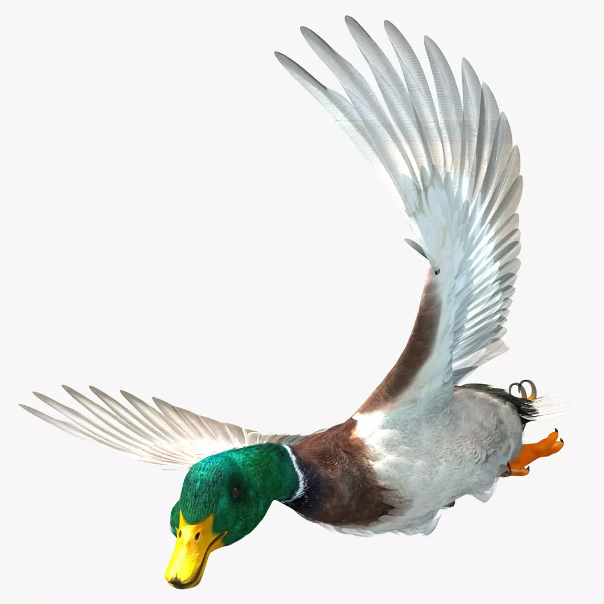 Mallard Duck - Rigged and Animated 3D model