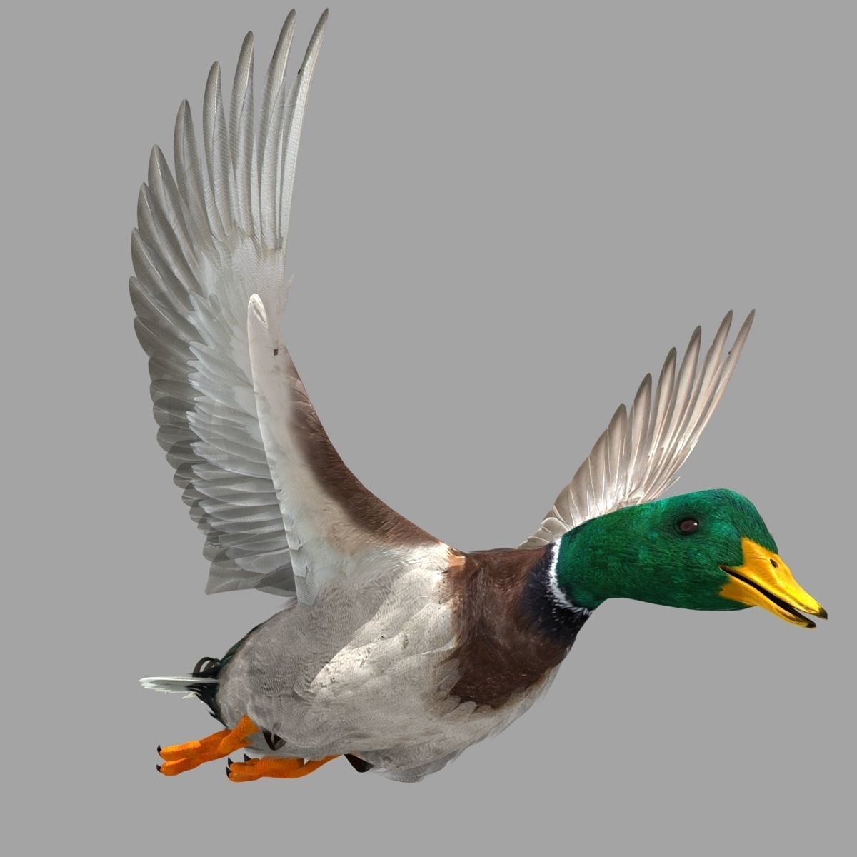 Mallard Duck 3D model_12