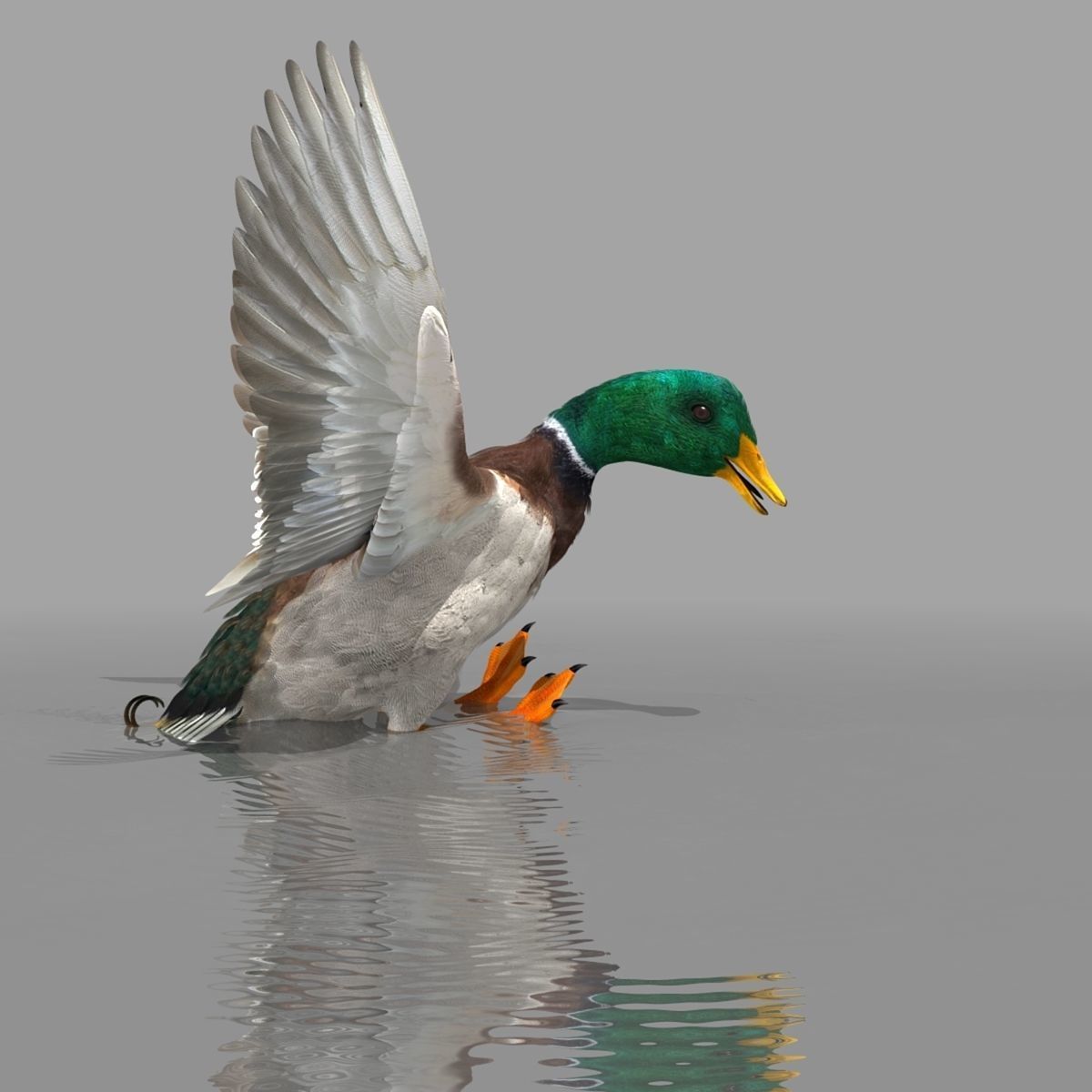 Mallard Duck 3D model_25