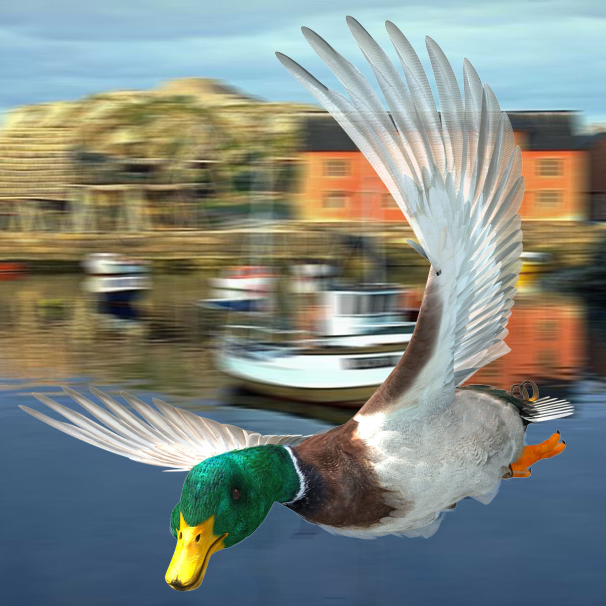 Mallard Duck 3D model_4